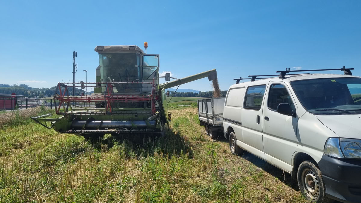 Récolte des gousses de lupin en août, champs du Vully
